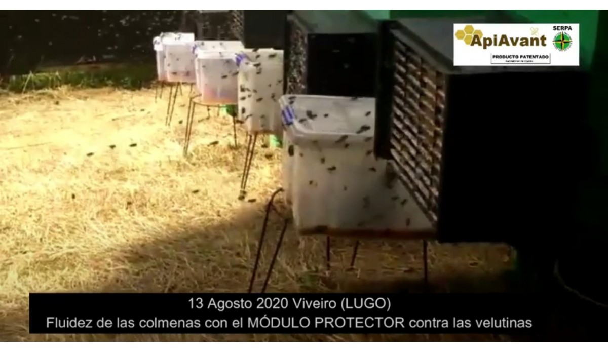 Vídeo da fluidez das colmeias com o Módulo de Proteção Antinível instalado